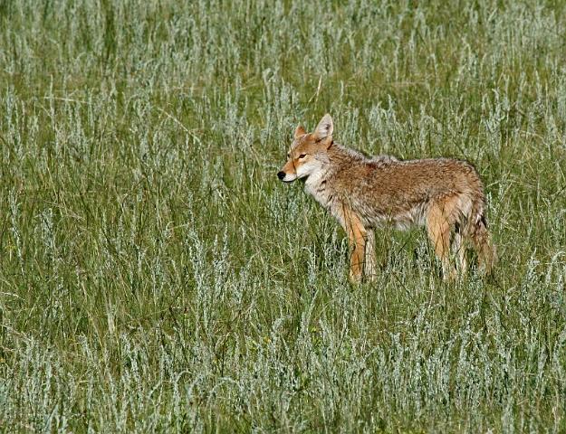 142 rocky mountains, coyote.jpg